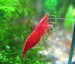 Креветка Вишневая (Болотная) – Neocaridina denticulata var. 1