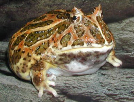 Рогатка Кранвелла (Чакская рогатка) – Ceratophrys cranwelli 1