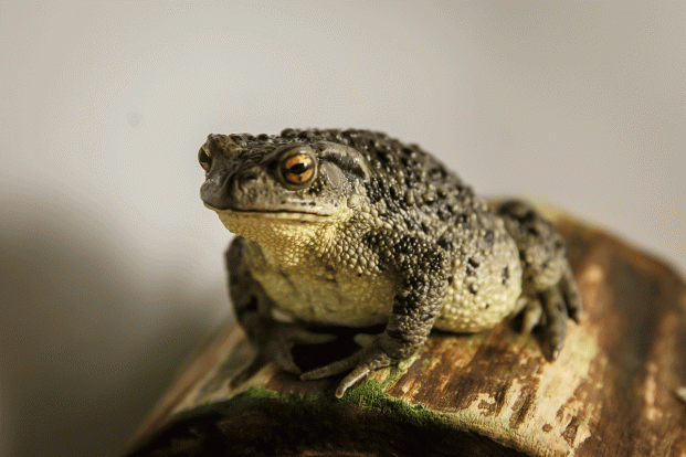 Жаба дальневосточная – Bufo gargarizans 1