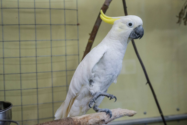 Какаду малый желтохохлый  – Cacatua sulphurea 1