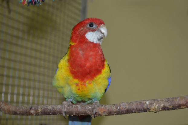 Розелла пестрая  – Platycercus eximius 1
