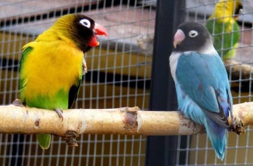 Масковый неразлучник - Agapornis personatus 1