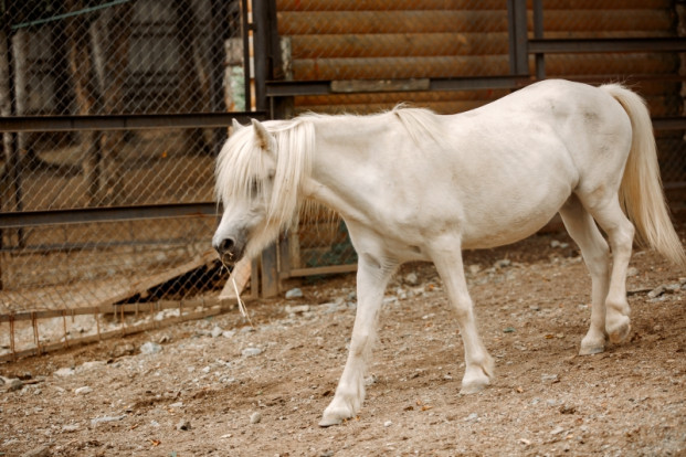Лошадь домашняя  – Equus ferus caballus 1