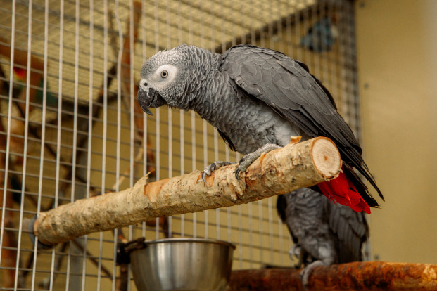 Жако краснохвостый – Psittacus erithacus erithacus 1