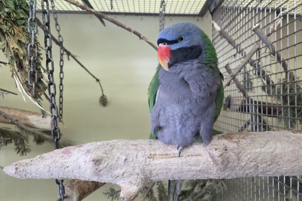 Попугай кольчатый китайский – Psittacula derbiana 1