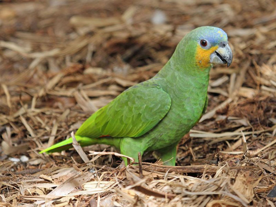 Амазон венесуэльский  – Amazona amazonica 1