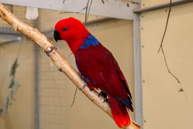 Попугай благородный зелено-красный – Eclectus roratus 1