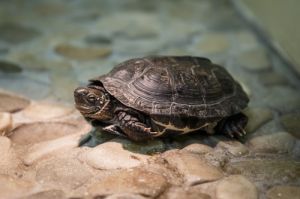 Черепаха трехкилевая китайская - Mauremys reevesii 1