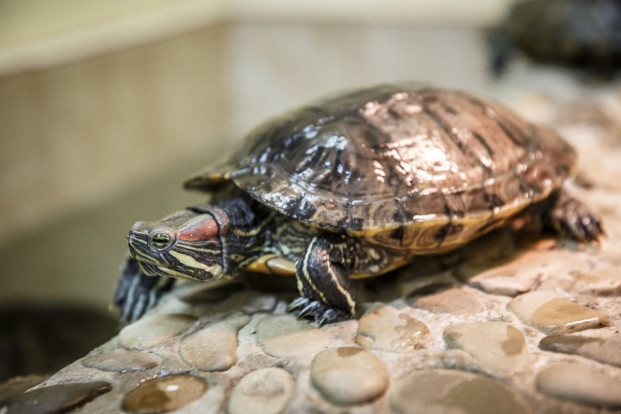 Черепаха красноухая – Trachemys scripta elegans 1