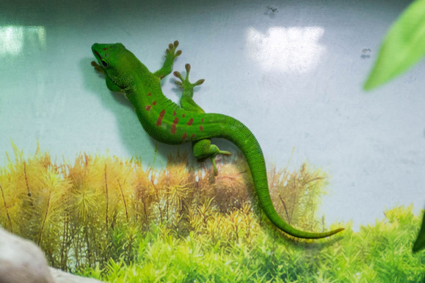 Геккон дневной мадагаскарский – Phelsuma madagascariensis 1