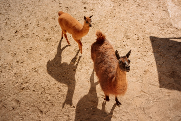 Лама -  Lama glama 1