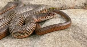 Полоз красноспинный – Oocatochus rufodorsatus  1