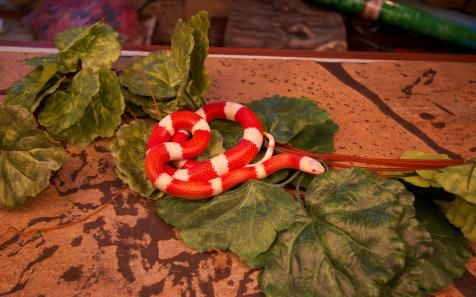 Змея молочная синалойская - Lampropeltis triangulum sinaloae 1