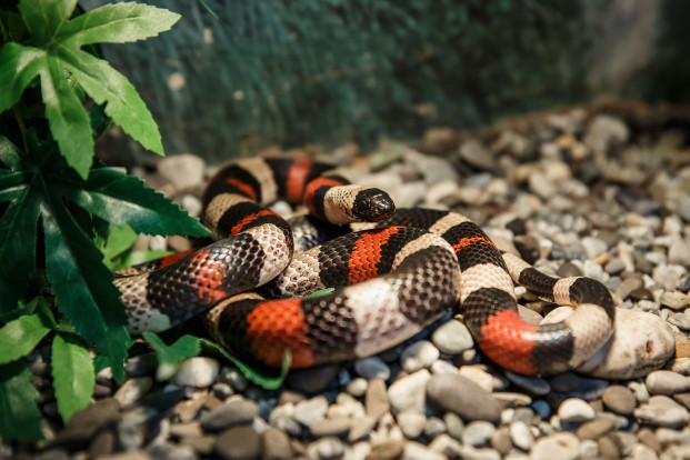 Змея молочная Кэмпбелла – Lampropeltis triangulum campbelli 1