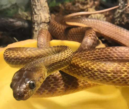 Бойга коричневая – Boiga irregularis 1