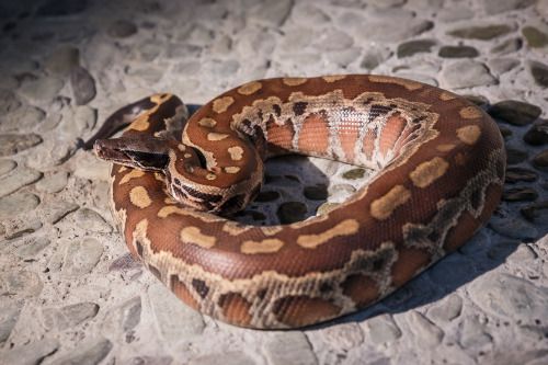 Питон пестрый красный – Python brongersmai 1