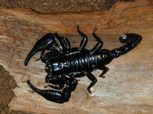 Скорпион лесной азиатский – Heterometrus spinifer 1