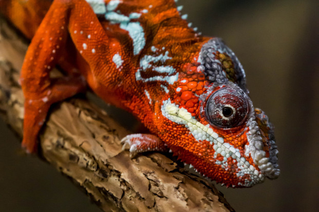 Хамелеон пантеровый — Furcifer pardalis 1