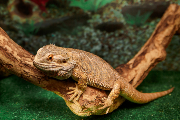 Агама бородатая — Pogona vitticeps 1