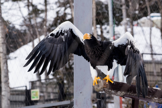 Орлан белоплечий – Haliaeetus pelagicus 1