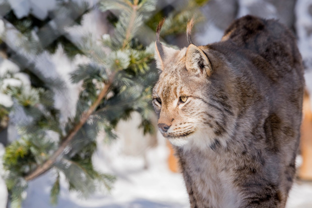 Рысь сибирская - Lynx lynx wrangеli 1