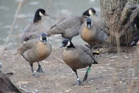 Казарка алеутская канадская– Branta hutchinsii leucopareia 1