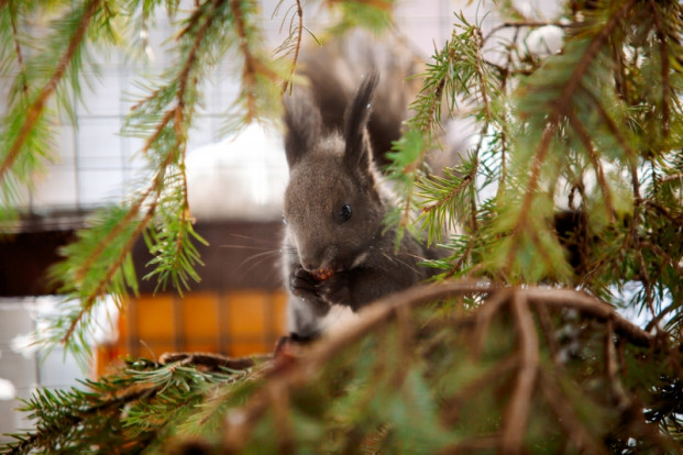 Белка сахалинская - Sciurus vulgaris rupestris 1
