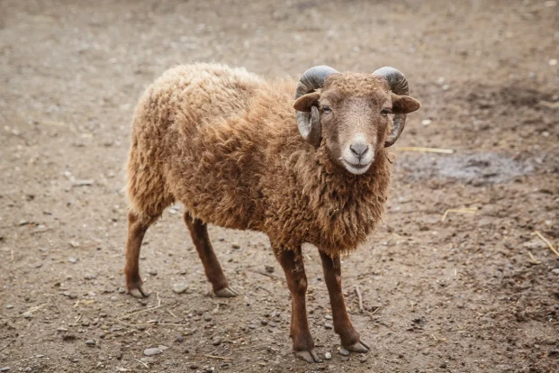 Овца карликовая – Ovis aries var dom 1