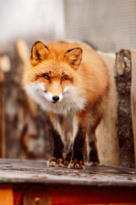 Лиса обыкновенная – Vulpes vulpes 1