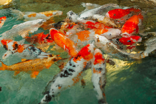 Карп кои – Cyprinus carpio var. koi 1