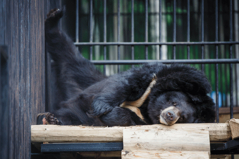 Медведь белогрудый уссурийский – Ursus thibetanus ussuricus 1