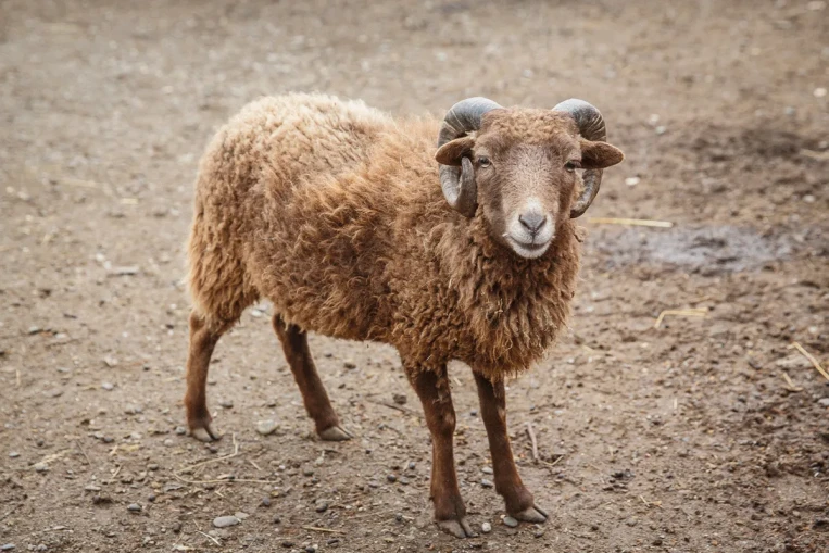 Овца карликовая – Ovis aries var dom 1