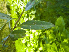 Ива ломкая - Salix fragilis 2