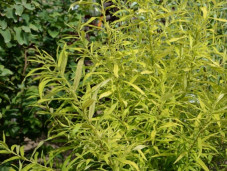 Ива сахалинская - Salix sachalinensis 2