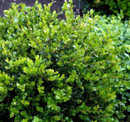 Самшит вечнозеленый - Buxus sempervirens 2