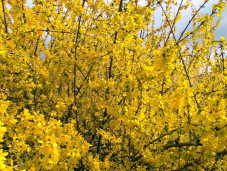 Форзиция яйцевидная сортовая - Forsythia ovata 2