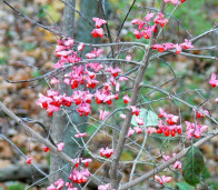 Бересклет тёмно-багряный - Euonymus atropurpureus 2