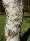 Берёза плосколистная - Betula platyphylla 2