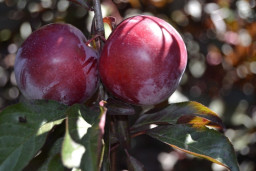 Слива растопыренная «Нигра» - Prunus cerasifera «Nigra» 2