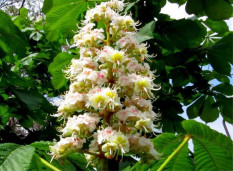Каштан конский обыкновенный - Aesculus hippocastanum 2