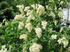 Бирючина обыкновенная - Ligustrum vulgare 2