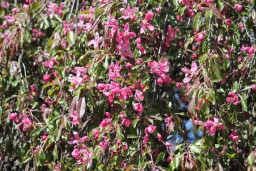 Яблоня пурпурная - Malus purpurea 2