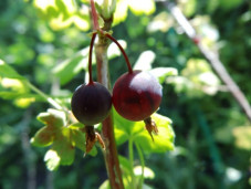 Крыжовник растопыренный - Grossularia divaricata 2