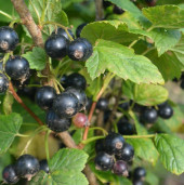 Смородина каменная - Ribes saxatile 2