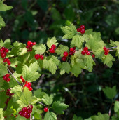 Смородина альпийская - Ribes alpinum 2