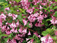 Вейгела ранняя - Weigela praecox 2