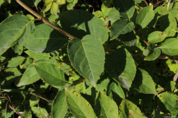 Форзиция яйцевидная - Forsythia ovata 2