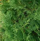 Туя западная «Globosa» - Thuja occidentalis 2