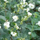 Снежноягодник белый - Symphoricarpos albus 2