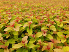 Спирея японская желтолистный сорт - Spiraea japonica 2